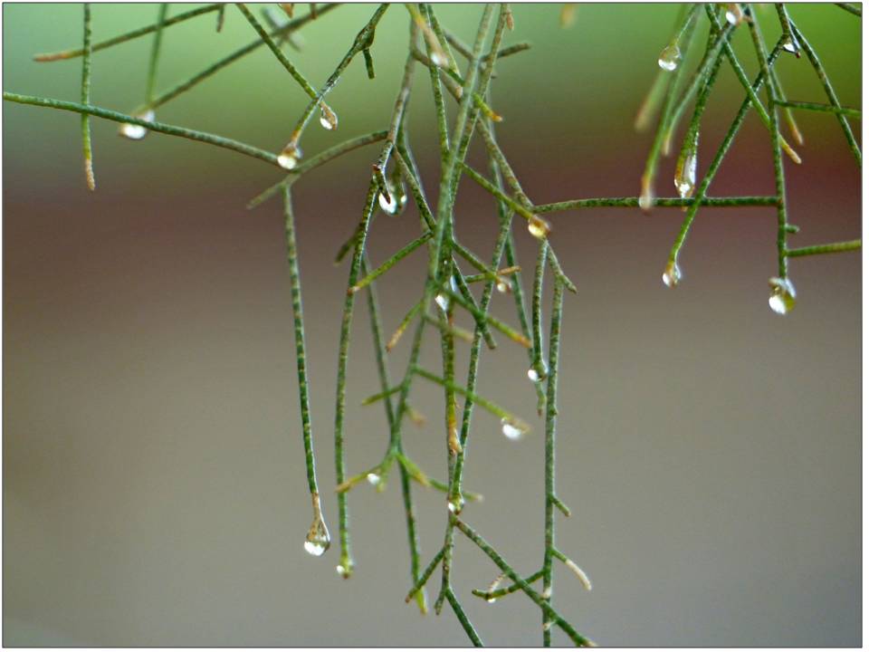 ��� - �������� ������